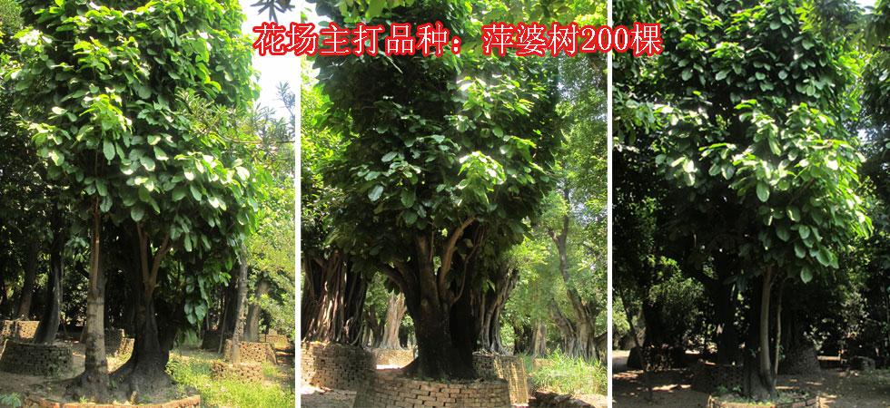 标题广告